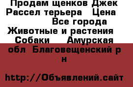 Продам щенков Джек Рассел терьера › Цена ­ 25 000 - Все города Животные и растения » Собаки   . Амурская обл.,Благовещенский р-н